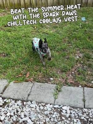South Florida summers don’t play around, especially for brachycephalic breeds like French Bulldogs. ☀️🐶 We’ve been testing the @SPARK PAWS ChillTech Cooling Vest to help keep outdoor adventures more comfortable. Just soak it in water, wring it out, and it’s ready to provide cooling relief while they’re outside. Whether it’s backyard zoomies, neighborhood walks, or beach days, this has become one of our warm-weather essentials. 💙 How do you help your pups stay cool in the summer? 🧊 #frenchbulldog #sparkpaws #ad #frenchie #doginfluencer