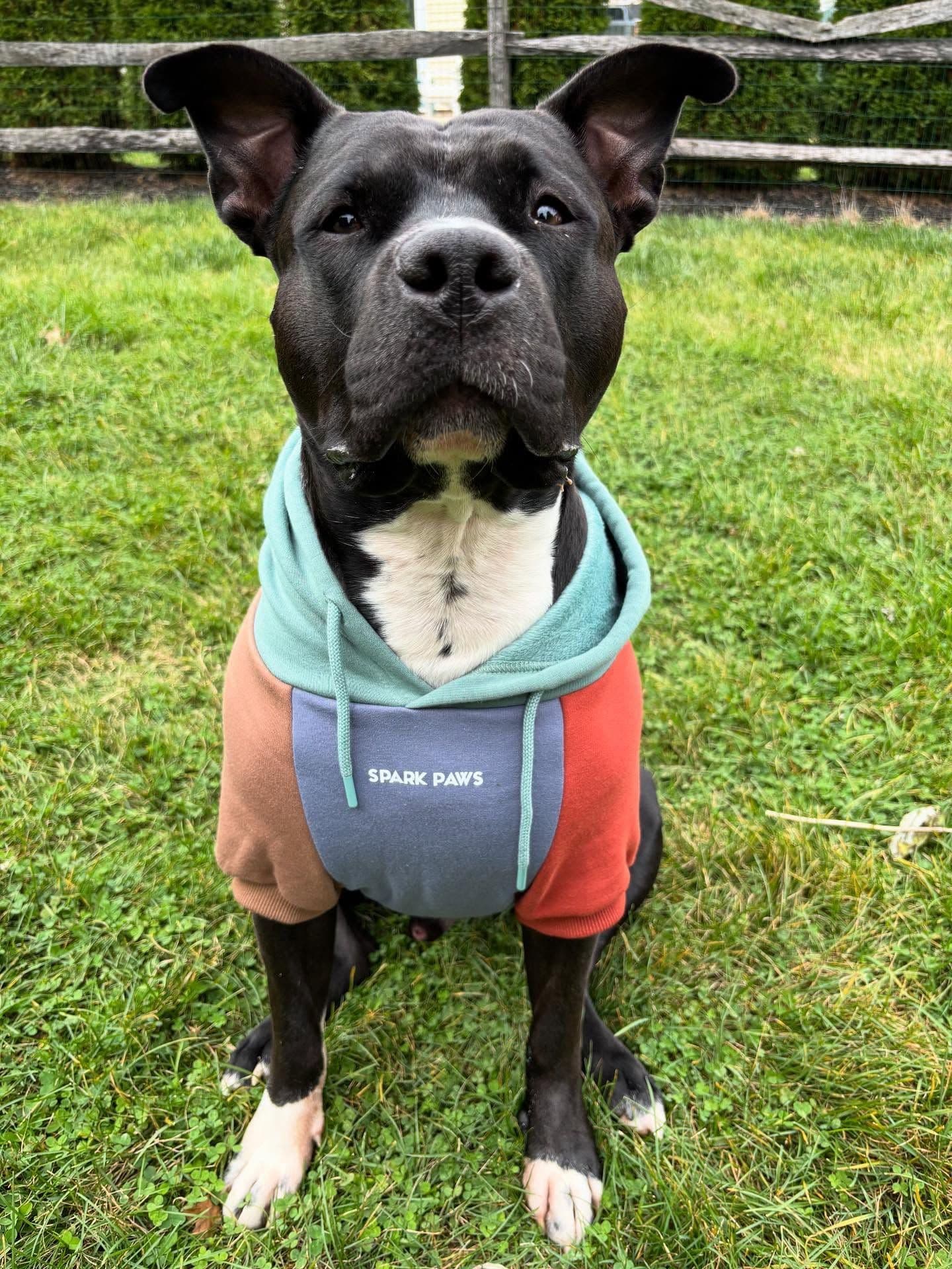 How handsome is he in his new @sparkpawsofficial hoodie!!!!
#doghoodie #dogsofinstagram #ad #sparkpawsofficial #sparkp