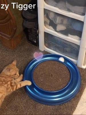 Tigger playing with his new toy!#kittylove #kittylife #reviewer #ambassador #lovemykitty #bossbabe #womensupportingwomen #tiggerslife #tigger