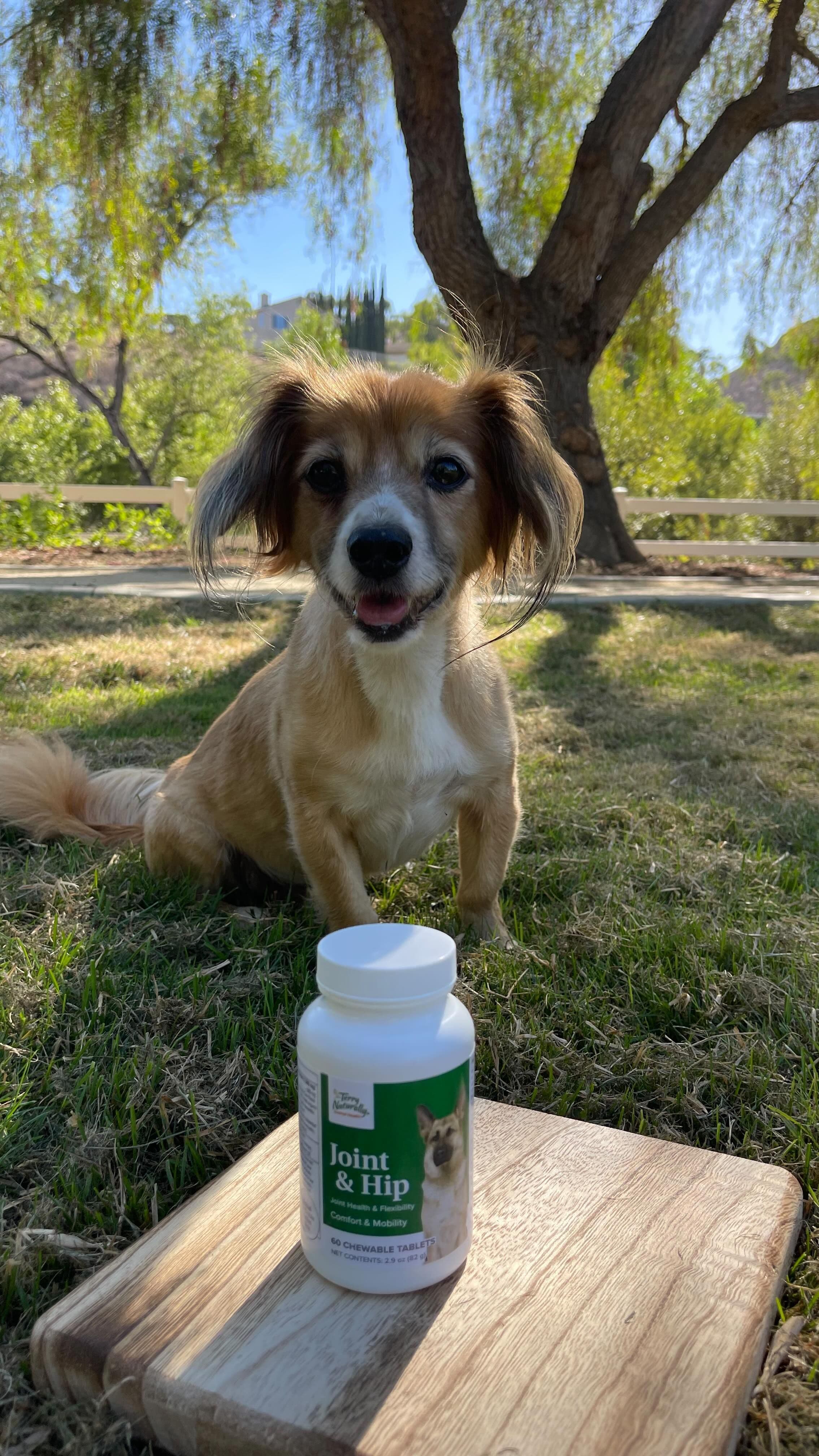 #AD A chewable tablet for comfort, a big boost for adventure, and strong hips for every walk 🐾💛 Use code NIKE15 and th