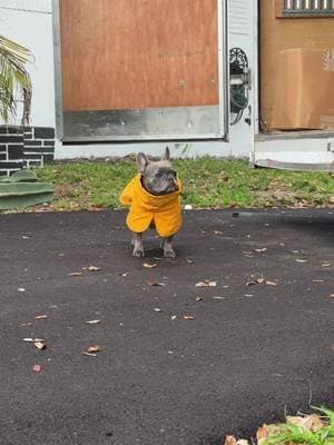 Are you ready to serve main character energy, but make it dry and cozy? This @SPARK PAWS rain jacket understood the ass