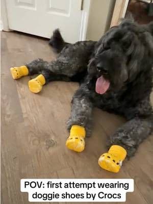 let’s just say he was not a fan? 🤣 #dogshoes #dogcrocs #dogmomlife #tiktokmademebuyit #doglover
