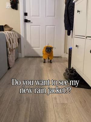 Absolutely loving our new @SPARK PAWS raincoat! They seriously thought of everything when designing this jacket… from th