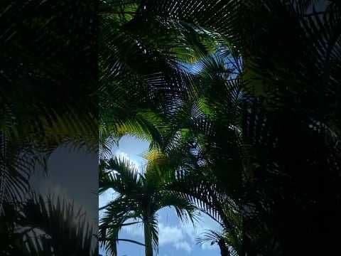 One sip, and suddenly Iโm in Hawaiสปi ๐บ๐งโจ Come escape with me & Waiฤkea!