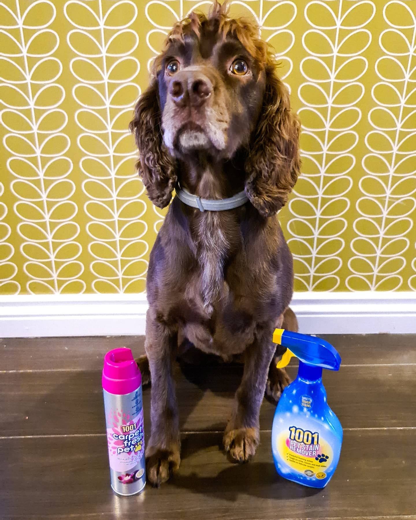 Review|Ad|Gifted⠀
Daniella was kindly gifted the pet owners bundle from @1001carpetcare to review as she is a member of