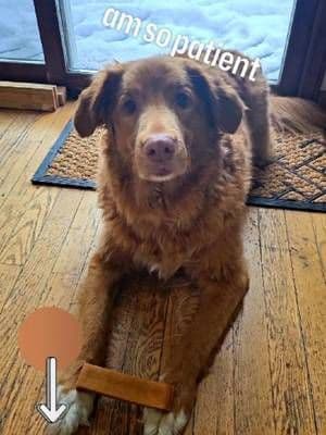 TikTok told me to buy this treat for my dog | @mightypawdogs #dogtreats#mightypaw #yakcheese #dogsoftiktok #petsoftiktok #nsdtr #toller #furbaby #ducktoller#ttsdelightnow #giftguide #tiktokshopcreatorpicks #tiktokshopviral #BeMineSocialArmy #spotlightfinds #lovelanguage #seasonalgems