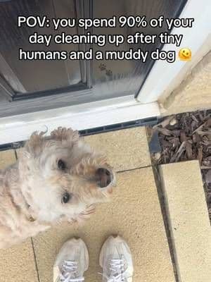 Today's chaos: crushed snacks under the table, paw prints through the kitchen and whatever mystery fluff was living under the sota thanktully the new gifted Hoover HF1 Max Pet understood the assignment 👏🏼 . It's super lightweight, stands up on its own (game changer when you're interrupted 47 times), has headlights so you can actually SEE the mess hiding everywhere, and bends flat enough to get under the sofa where the dog apparently stores half the garden 🐶😂 . Also love how easy it is to switch attachments for the sofa, corners and stairs because with kids + pets there's always another mess waiting it @Hoover UK @Hoover Direct @Hoover Vacuums #ad #gifted #hooverhf1 #cleantok #homereset