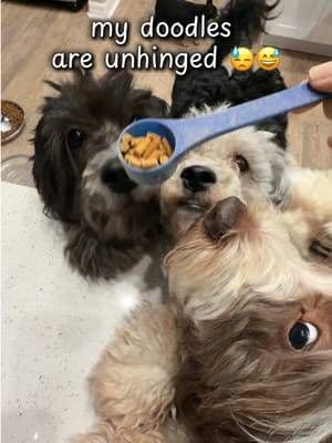 Ten dogs is chaotic but even more so when nine are doodles! And turns out, gut health means brain health for them, just like us. Glad I found this stress support triple biotic, we’ll see how it goes! #nativepet #doganxiety #calmdog #doghealth #tiktokshopjumpstartsale