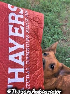 Thank you @Thayers for gifting 🎁 Luna this adorable dog toy! 🐶💕 She was so excited to open it and could not wait to start playing! 🐾 If you want to get cool stuff like me and Luna just Thayers and I'll send you my link to join! 😍🌈 #thayersambassador ❤️🩹 #thayers ✨ #dogtoy 🐕🦺 #gifted 🎁 #mandib8803💕