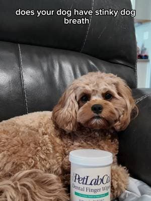 Knock out stinky dog breath!! These wipes will help clean your dogs teeth and gums and freshen their breath! Best of all they are natural ingredients! #ad #PetLabCo #dentalwipes #dog #dogsoftiktok