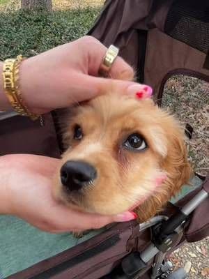 Why does nobody talk about excitement pees?! If you’ve got a puppy, you already know. 😅🐾 Socialization is so important, but no amount of training stops a puppy from peeing when they’re over the moon! Lining her stroller, carrier and playpen with @earthrated Pee Pads has completely removed the stress for us. Instead of worrying about the cleanup, we can just focus on her progress. If you’re a new puppy parent, don’t learn this the hard way! 💬 Comment “PUPPY” and I’ll DM you the link to the ones we trust! 🤍 #earthratedpartner #ad