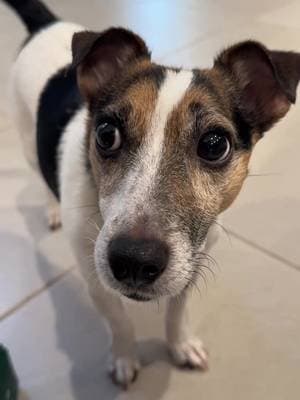 He loves the smell as much as I do. Thank you @earthrated for the wipes. #jackrussell #jackrussellterrier #dogsoftiktok #jrt #tiktokshopcreatorpicks