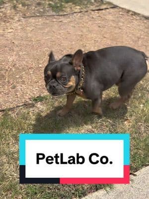 #AD @PetLab Co. 🐾 I always want what’s best for Tazz, but trying to keep up with different supplements started feeling overwhelming. We’ve been using PetLabCo. DF-14 Daily Foundation, and I love how it’s simplified our routine with just one scoop a day to support his daily wellness. If you’re looking for an easier daily routine for your pup, check out DF-14. ❤️ #petlabco #dogs #healthydog #supplements