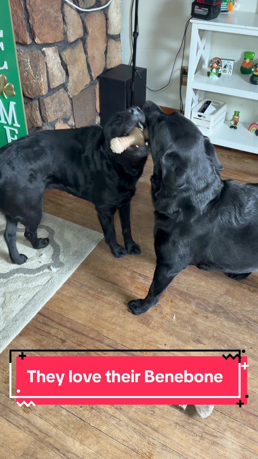 Dogs and Benebone